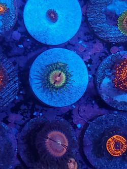 zoa coral blood shot