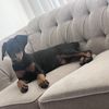 Romeo