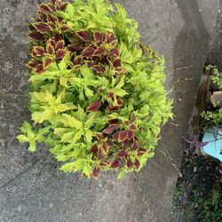 Coleus Arrangement 