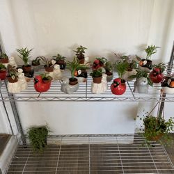 🌸 Indoor / House Plants With Cute Animal Pots!!! 🌸