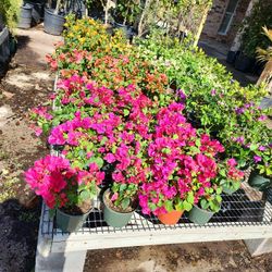 bougainvillea Plants 1/2 yellow pink white purple 