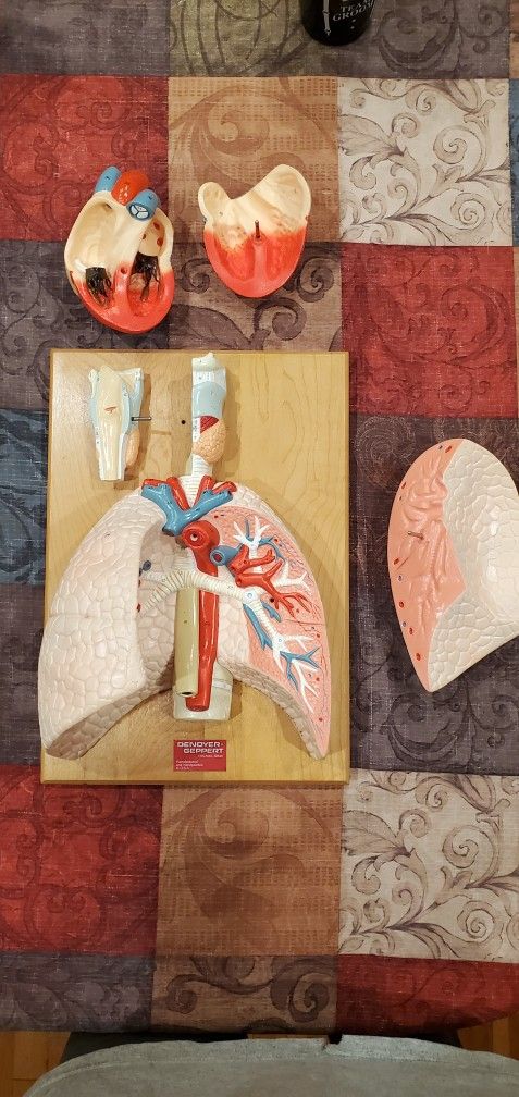 Denoyer Geppert Anatomical ModelCardiopulmonary Model