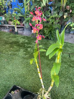 Dendrobium
