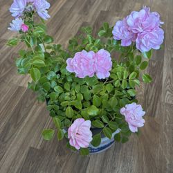 Roses 