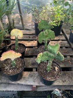 Yellow Or Green Coral Cactus 