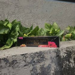 FLOWER BY ROSE Eau de Parfum 