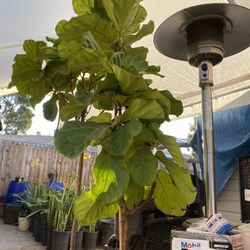 Fiddle Leaf Figs For Sale
