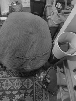 bean bag