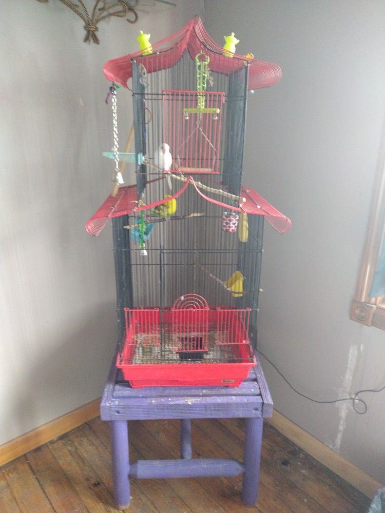 Parakeets