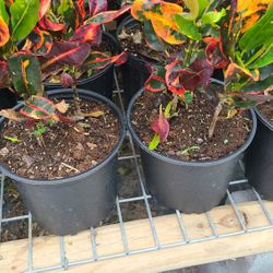 Crotos 1 . 1/2 Gallon