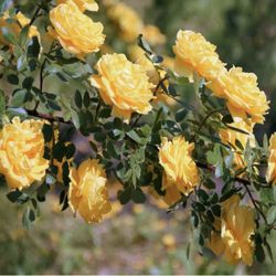 Royal Gold Yellow Climbing Rose 