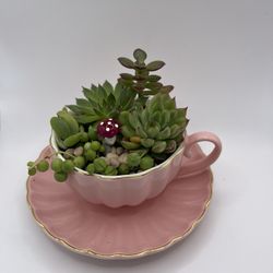 Cute Succulent Arrangements 