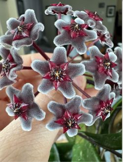 Hoya Hawaiian purple