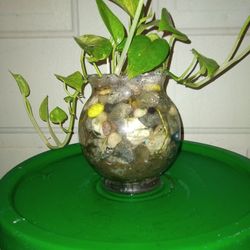 Golden Pothos Plant ( In Water  )
