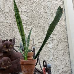 Snake Plant Terracotta Pot Italian Vintage Seasoned Included  Well Rooted