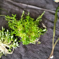 Aquarium Plants