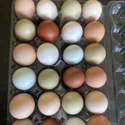Fresh chicken Eggs Available