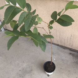 Healthy Thai Guava Fruit Tree Plant