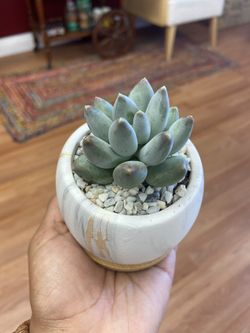 Single Succulent 