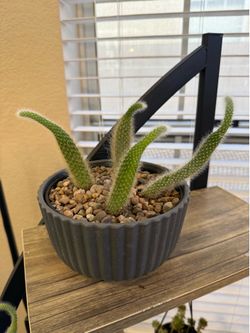 Live Monkey Tail Cactus Plant (Please read full description)