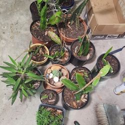 Plants! Plants All Mus Go! Cheap!