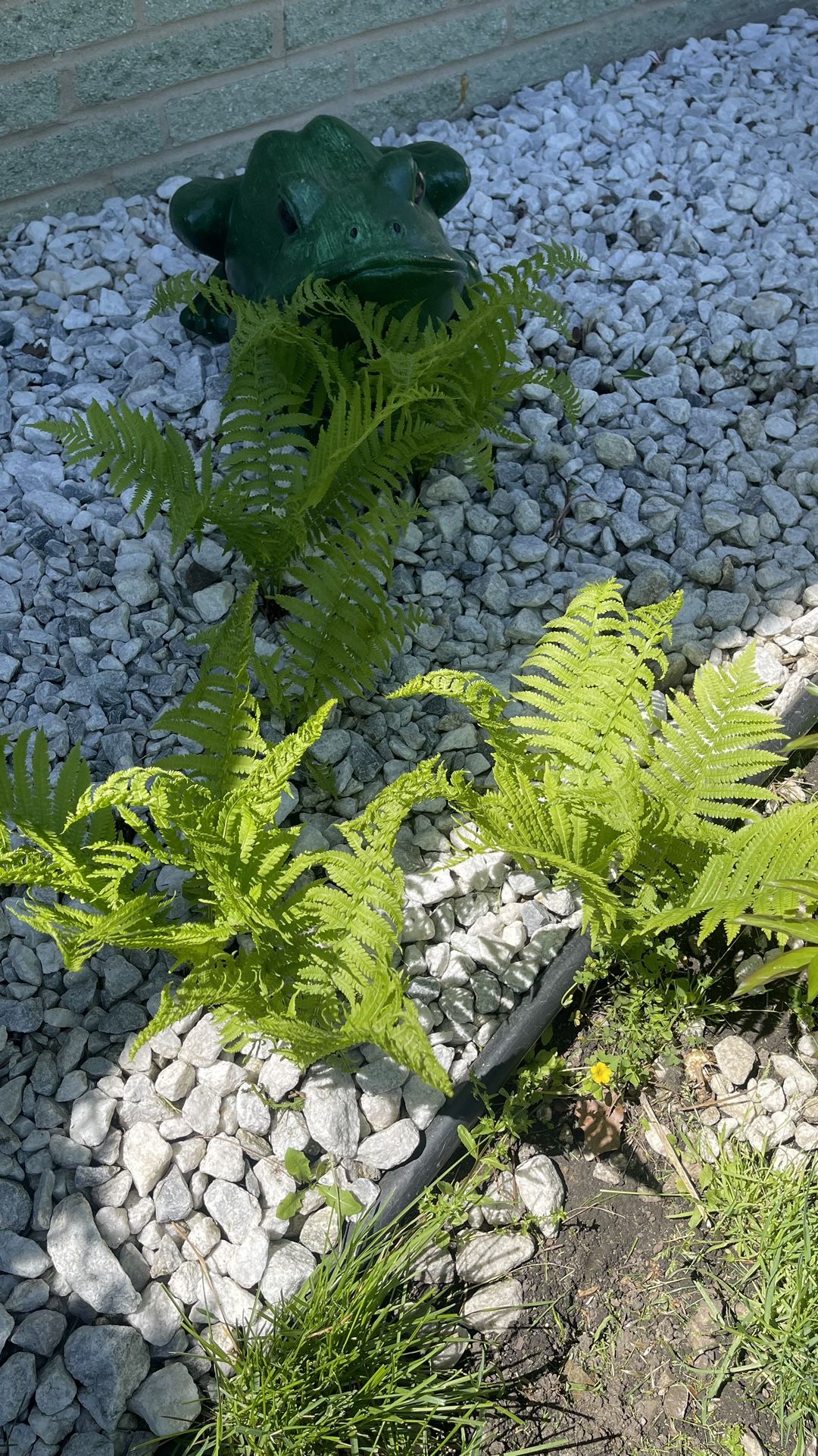 New Perennials Fern Root, Plant