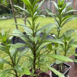 Shasta Daisy Perennial Plants