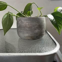 Beautiful + Healthy Pothos Plant 🌱 