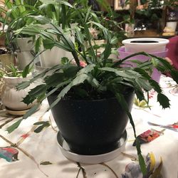 Christmas Cactus