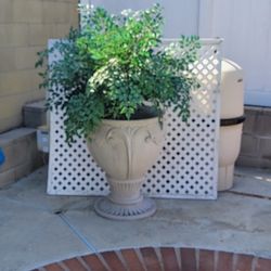 Large Pot & Plant