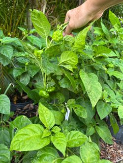 Ají Cachucha Cubano Seeds (20+ Seeds) – Homegrown in Florida