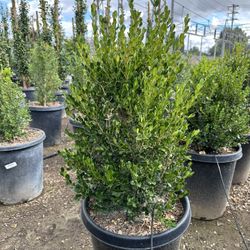 Boxwood Hedge