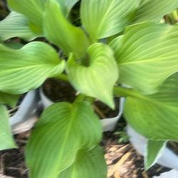 Hostas