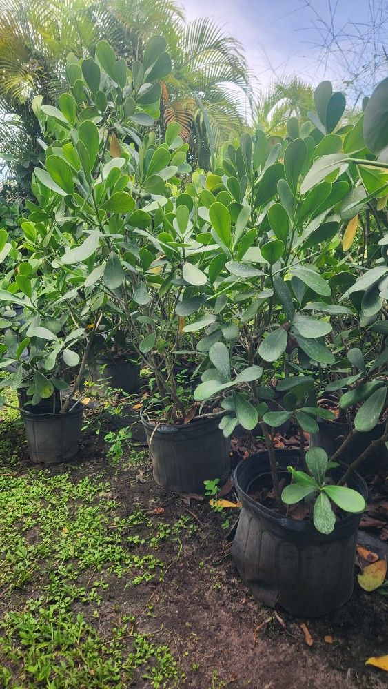 Clusias Plants For Inmediate Privacy!!! 4 Feet Tall! Fertilized 