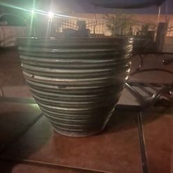 Pot Plants 