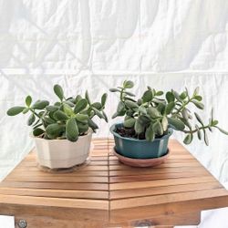 Jade Plants in Plastic Pots with drainage holes