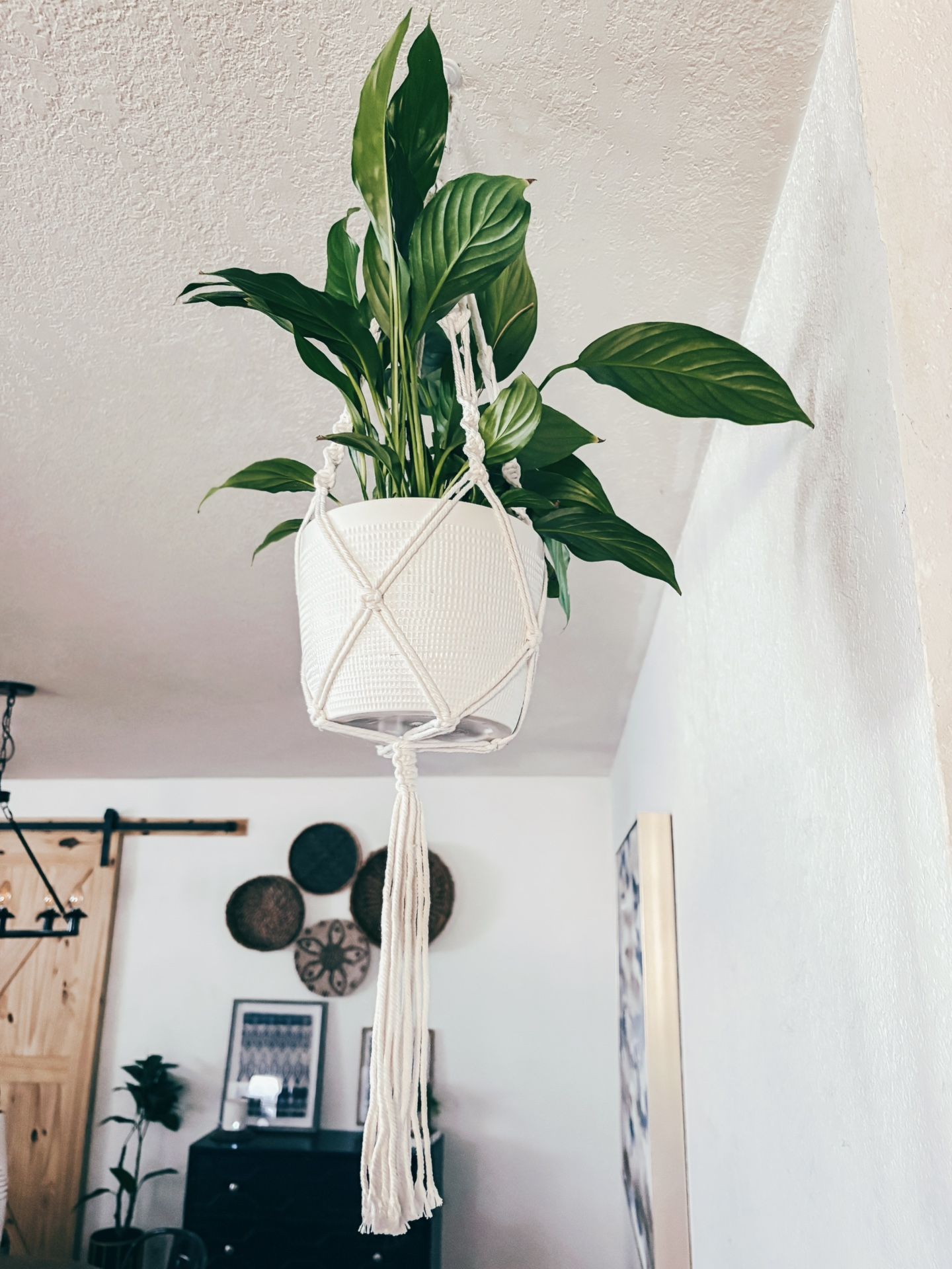 Macrame Plant Hanger