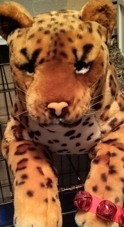 Tiger bundle