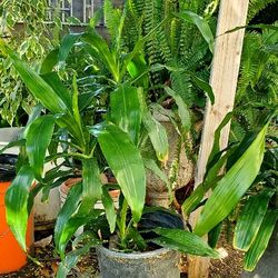 #4 Indoor Plant healthy and green plant. 5gal  $20   Corn plant