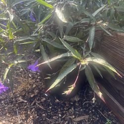 Plant For Sale