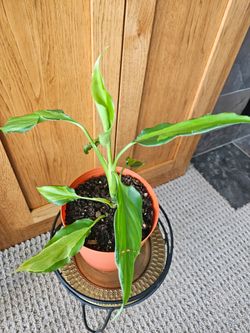 Aglaonema Spathonema