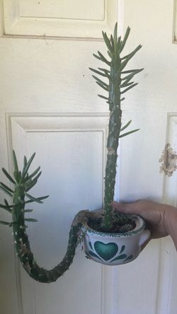 Plantas
