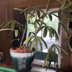 Lady Palm Live plant