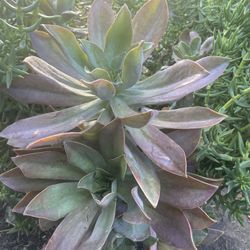 Hermosa Suculenta Muy Grande De Tres  Tipos De Suculenta 