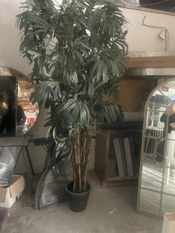 Tall Plants Beautiful