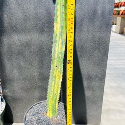 San Pedro Variegated Cactus Imported