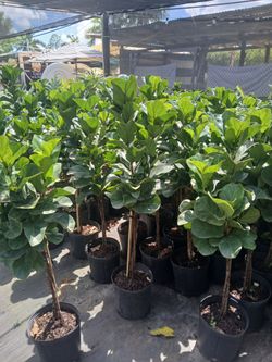 Fiddle leaf fig trees on sale now $20