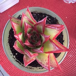 Lipstick Echeveria Succulent 