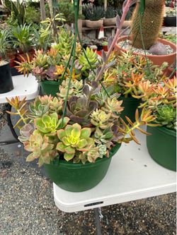10” hanging baskets with succulent plants $20 each