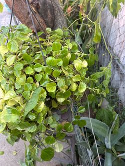 Planta colgante